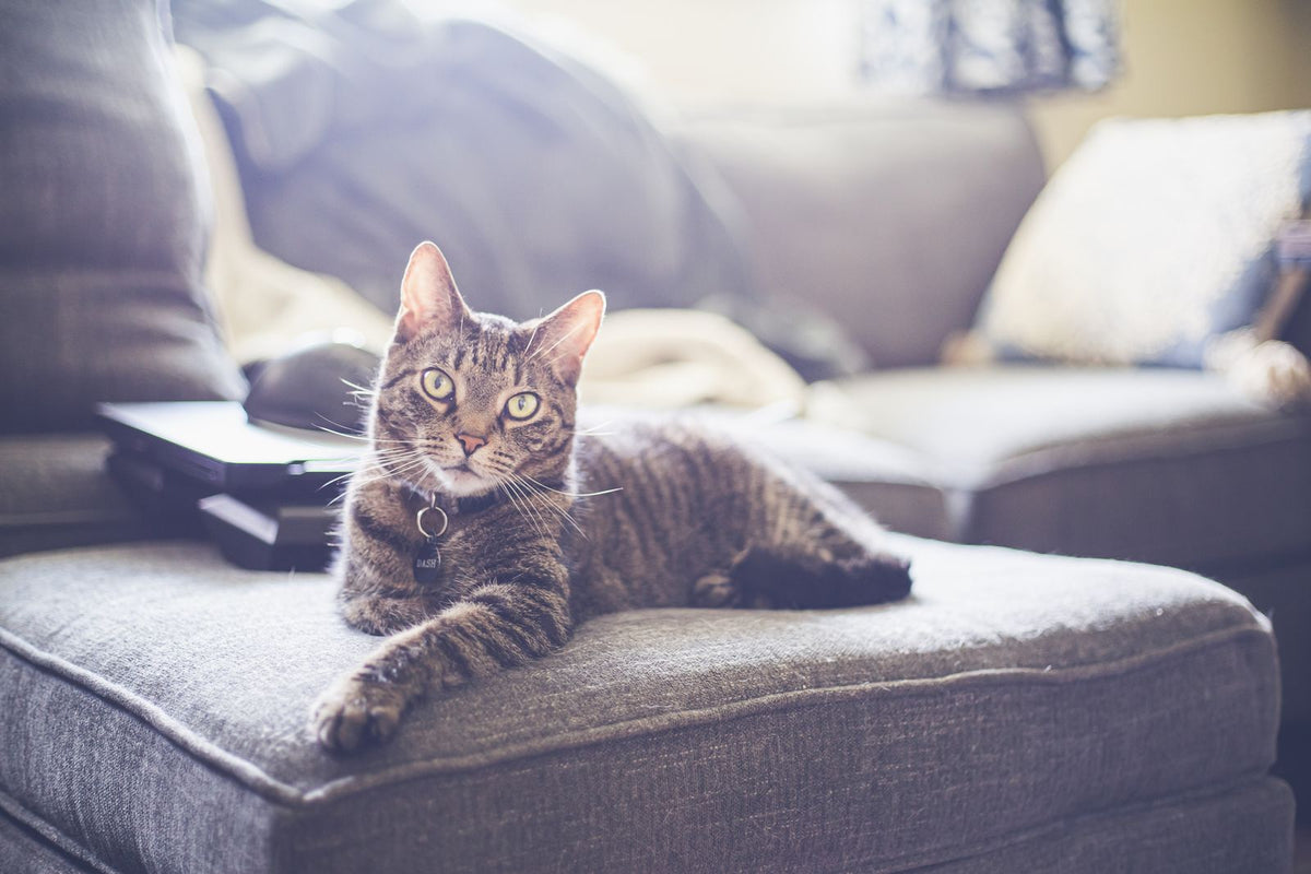 Gato tumbado en un sofá de tela gris