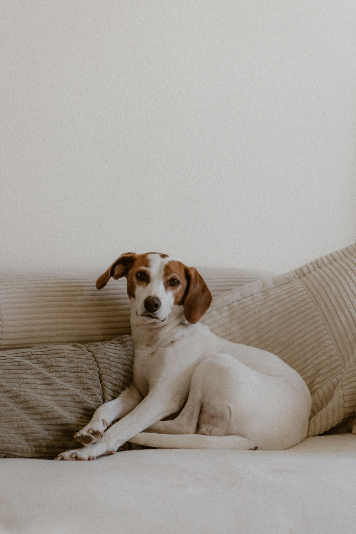 Perro descansando en un sofá de tela
