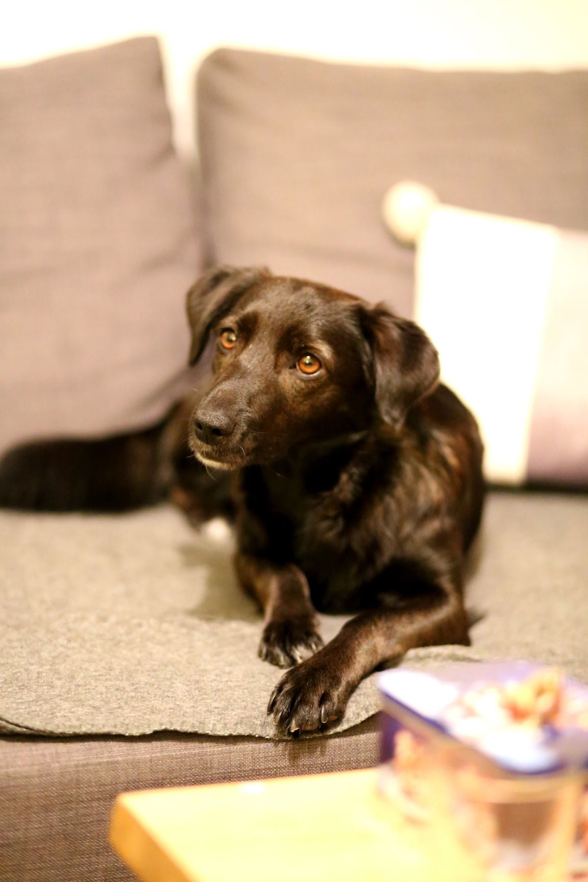 Perro sobre un sofá de tela